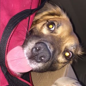 Meet your Posher, Sharon